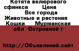 Котята велюрового сфинкса. .. › Цена ­ 15 000 - Все города Животные и растения » Кошки   . Мурманская обл.,Островной г.